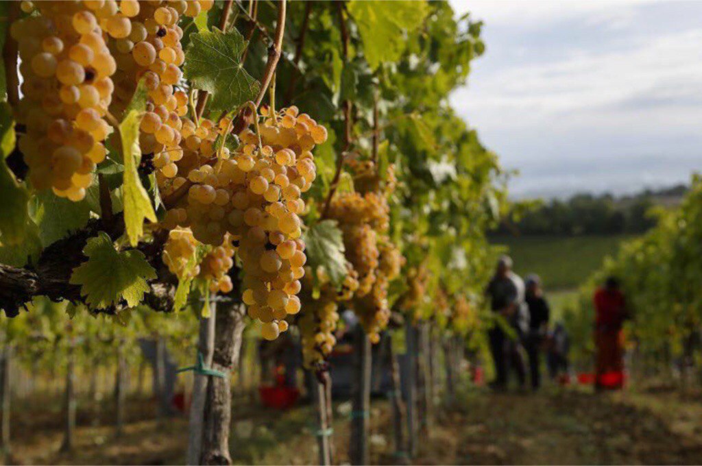 Vino Marsala: storia e origine