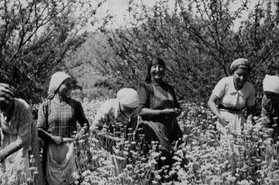 Le Gelsominaie di Milazzo. Il primo sciopero delle donne siciliane.